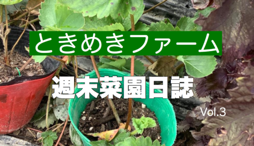 いちご苗の株分けも無事完了！秋の植え付けに向けて準備も着々