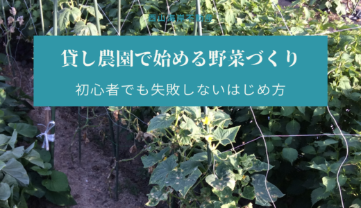 家庭菜園の初心者でも失敗しない野菜栽培のはじめ方