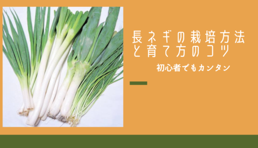 ネギ栽培方法と失敗しない栽培のコツ