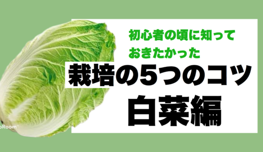 白菜栽培で失敗した人に伝えたい栽培方法5つのコツ！