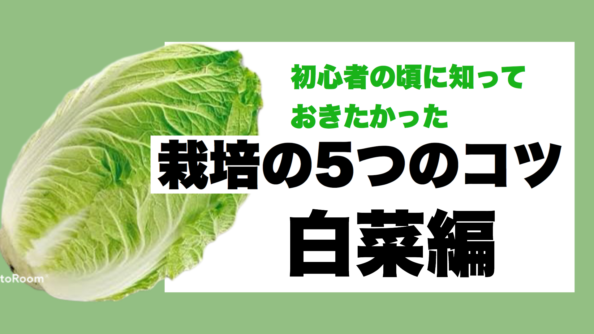 白菜栽培で失敗した人に伝えたい栽培方法5つのコツ ときめきガレージ 白菜栽培で失敗した人に伝えたい栽培方法5つのコツ ときめきガレージ
