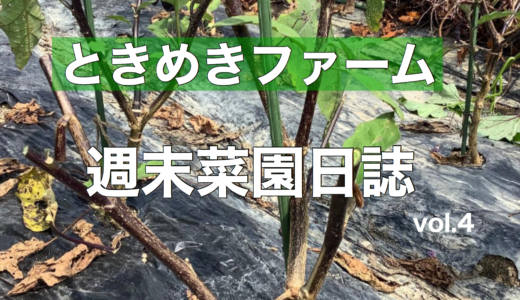 梅雨明けの夏野菜メンテナンス｜美味しい秋ナス収穫のための更新選定をしよう