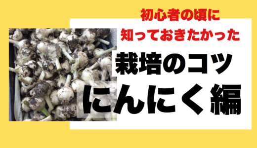 ニンニク栽培で失敗した人に伝えたい栽培方法5つのコツ！