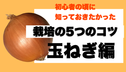 タマネギ栽培で失敗した人に伝えたい栽培方法5つのコツ！