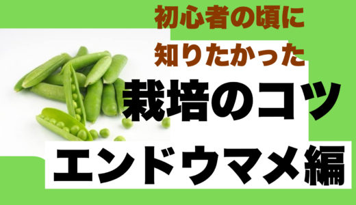 エンドウマメ栽培で失敗した人に伝えたい栽培方法5つのコツ！