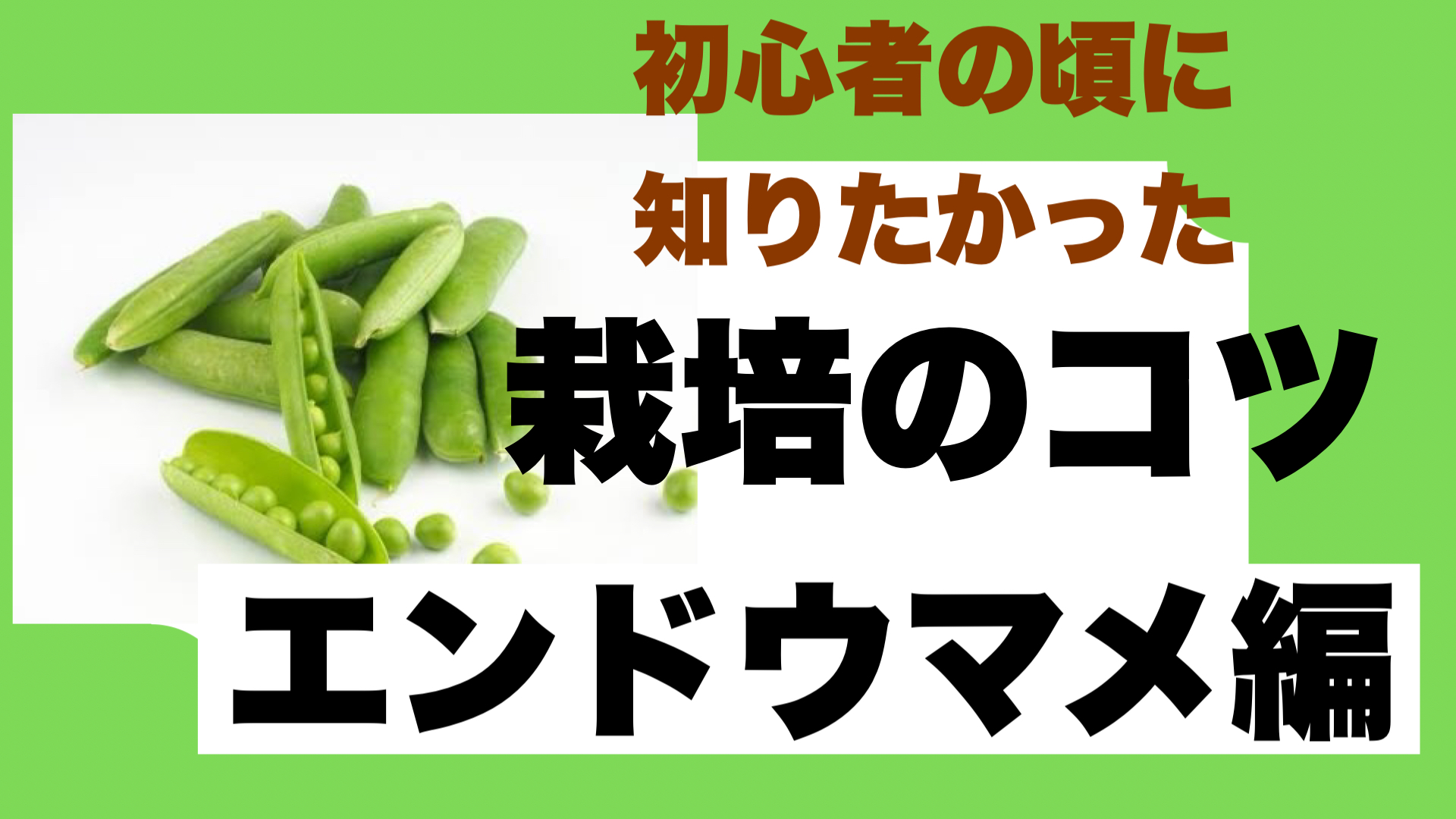 エンドウマメ栽培で失敗した人に伝えたい栽培方法5つのコツ ときめきガレージ