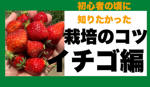 いちご栽培で失敗した人に伝えたい栽培方法5つのコツ！