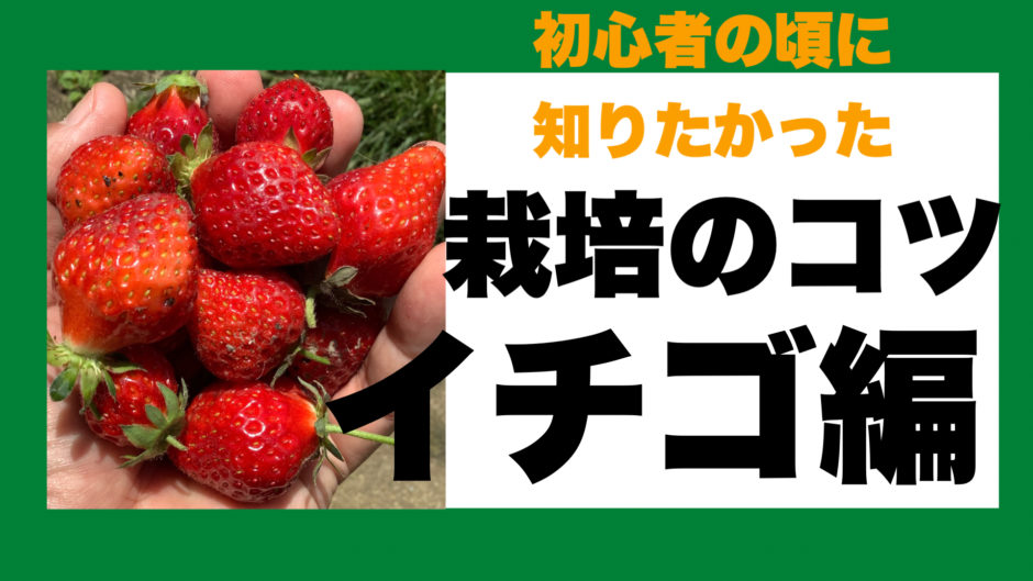 いちご栽培で失敗した人に伝えたい栽培方法5つのコツ ときめきガレージ