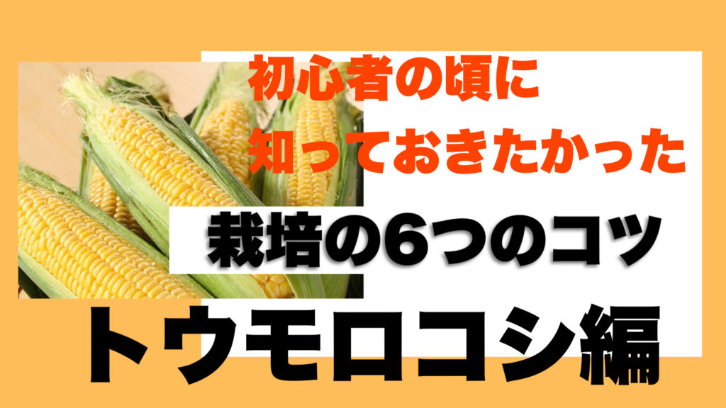 トウモロコシ栽培で失敗した人に伝えたい栽培方法７つのコツ ときめきガレージ