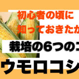 トウモロコシ栽培で失敗した人に伝えたい栽培方法７つのコツ！