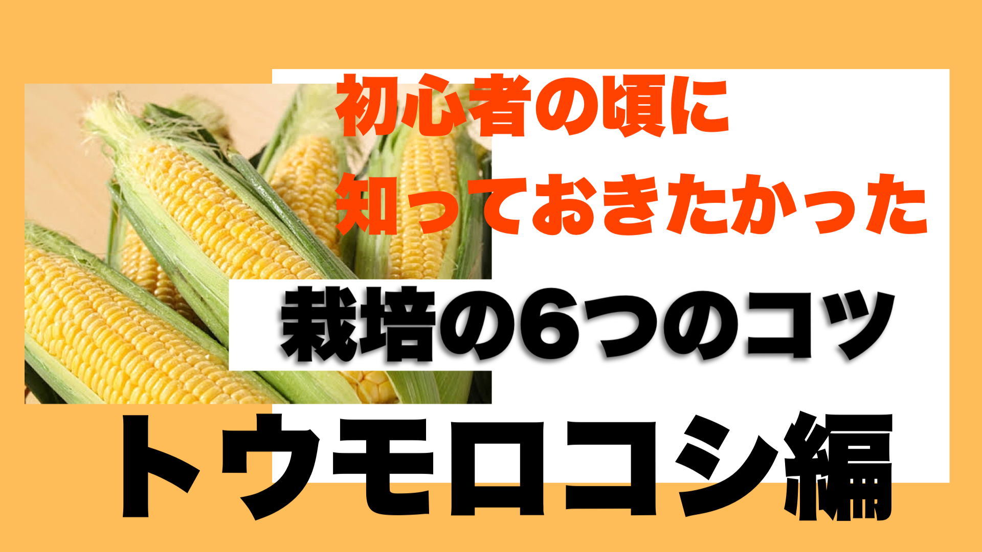 トウモロコシ栽培で失敗した人に伝えたい栽培方法７つのコツ ときめきガレージ