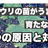 キュウリ苗がうまく育たない6つの原因と対策