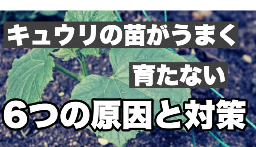 キュウリ苗がうまく育たない6つの原因と対策