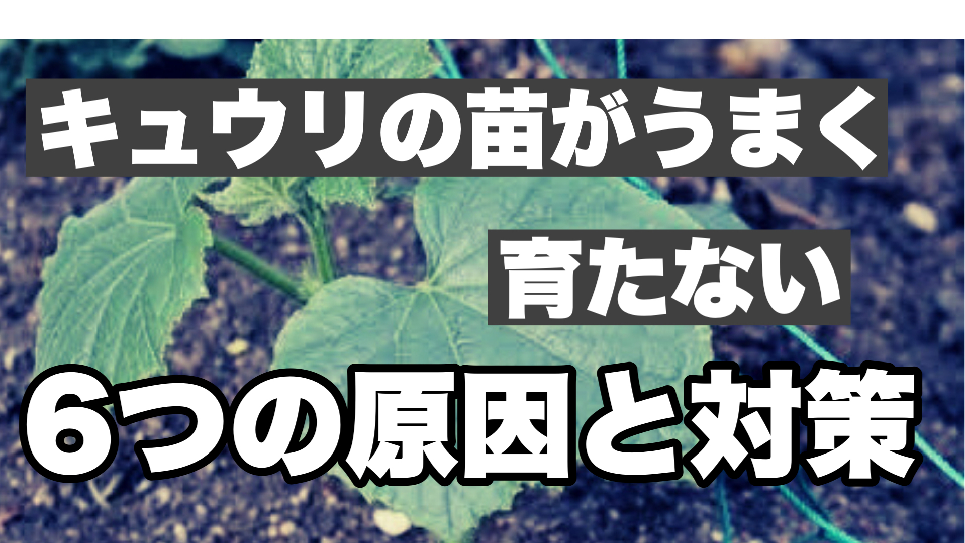 キュウリ苗がうまく育たない6つの原因と対策 ときめきガレージ キュウリ苗がうまく育たない6つの原因と対策 ときめきガレージ