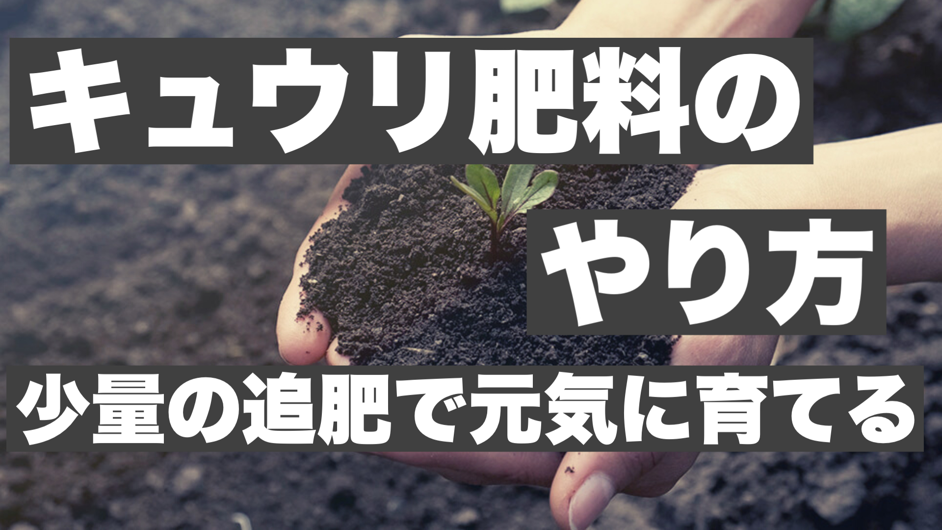 キュウリ肥料のやり方少量の追肥で元気に育てる ときめきガレージ