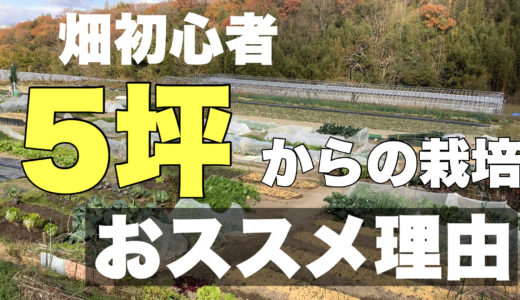 畑初心者が管理しやすい畑の広さは５坪！オススメする理由をわかりやすく解説！