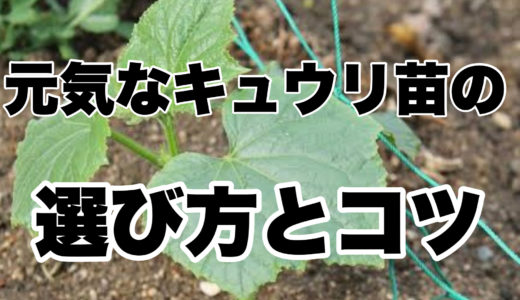 元気なキュウリ苗の選び方とコツ｜間違いのない苗選び