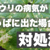 キュウリ株の病気が葉っぱに出た場合の原因と対処法