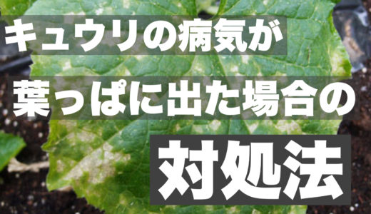 キュウリ株の病気が葉っぱに出た場合の原因と対処法