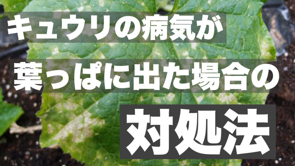 キュウリ株の病気が葉っぱに出た場合の原因と対処法 ときめきガレージ