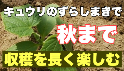 キュウリのずらしまきで秋までの長期間収穫を楽しむ方法