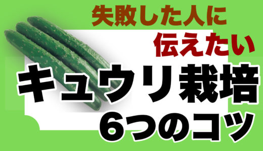 キュウリ栽培で失敗した人に伝えたい栽培方法６つのコツ