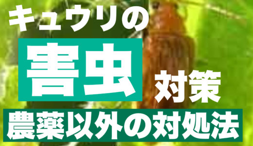 キュウリに発生する害虫対策｜症状からみる農薬以外の対処＆予防法