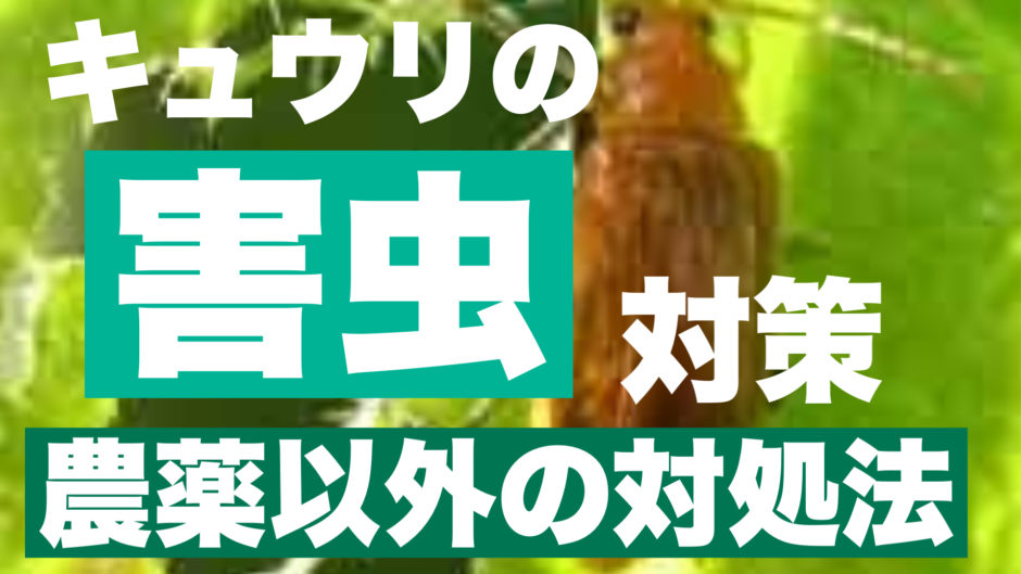 キュウリに発生する害虫対策 症状からみる農薬以外の対処 予防法 ときめきガレージ キュウリに発生する害虫対策 症状からみる農薬以外の対処 予防法 ときめきガレージ