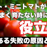 トマト・ミニトマトが育たない？６つ原因と失敗しない対策