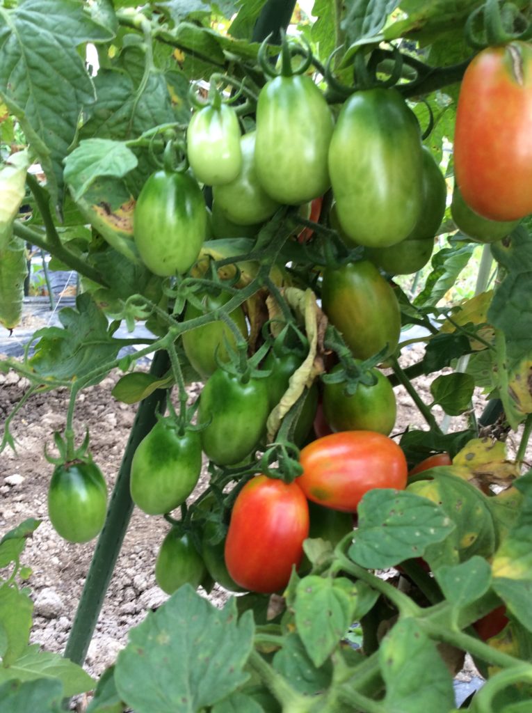 トマト ミニトマトが育たない ６つ原因と失敗しない対策 ときめきガレージ