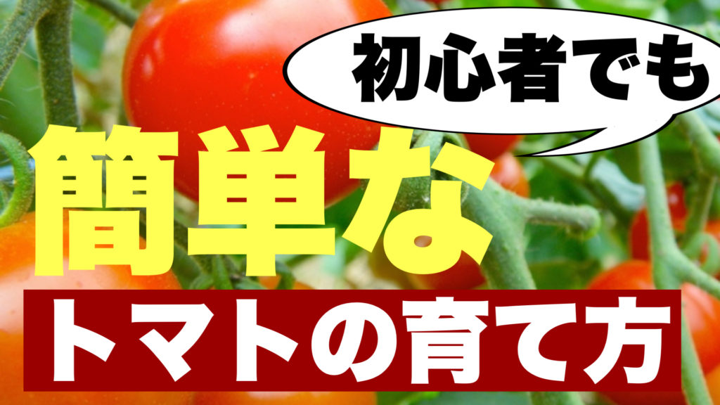 初心者でも簡単なトマトの育て方 種まき 収穫までの手順とポイント ときめきガレージ