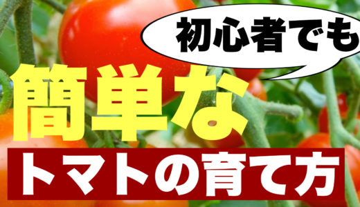 初心者でも簡単なトマトの育て方｜種まき〜収穫までの手順とポイント