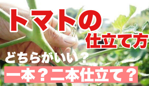 トマトの仕立て方｜一本仕立て？二本仕立て？品種あった方法を解説