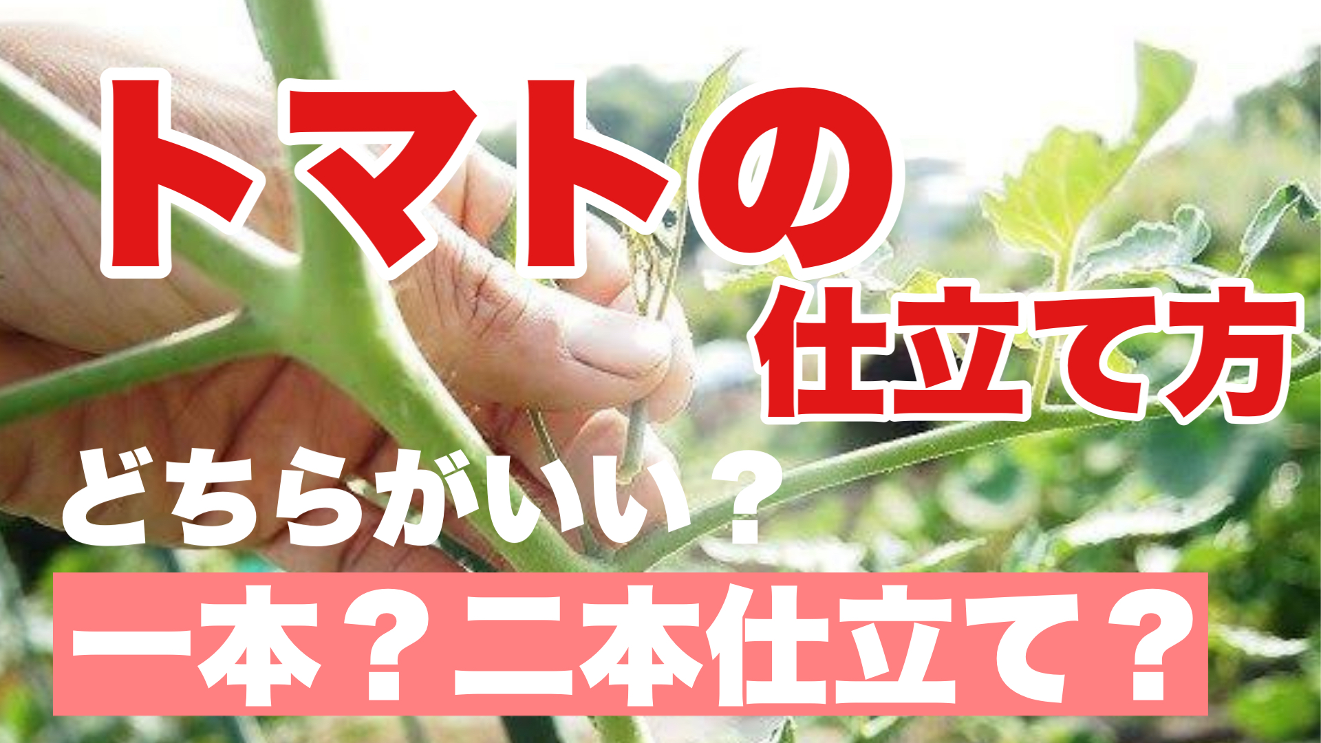 トマトの仕立て方 一本仕立て 二本仕立て 品種あった方法を解説 ときめきガレージ