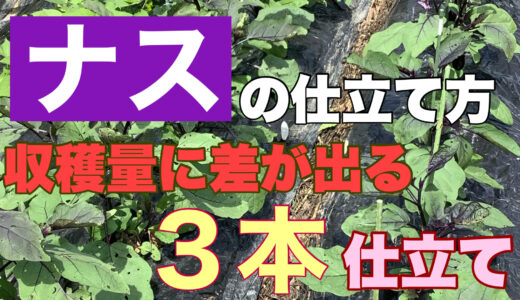 ナスの仕立て方｜収穫量に差が出る３本仕立ての方法