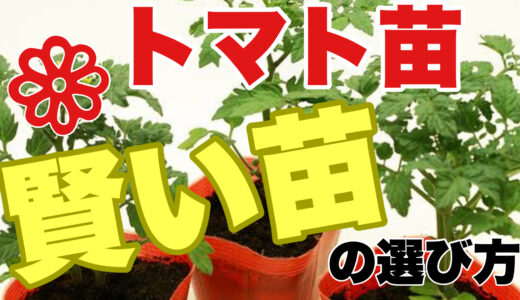 トマト苗の選び方｜初心者でも失敗しない状態の良い苗の判断ポイント