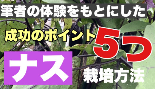 ナスの栽培方法｜失敗体験から得た５つの成功ポイント