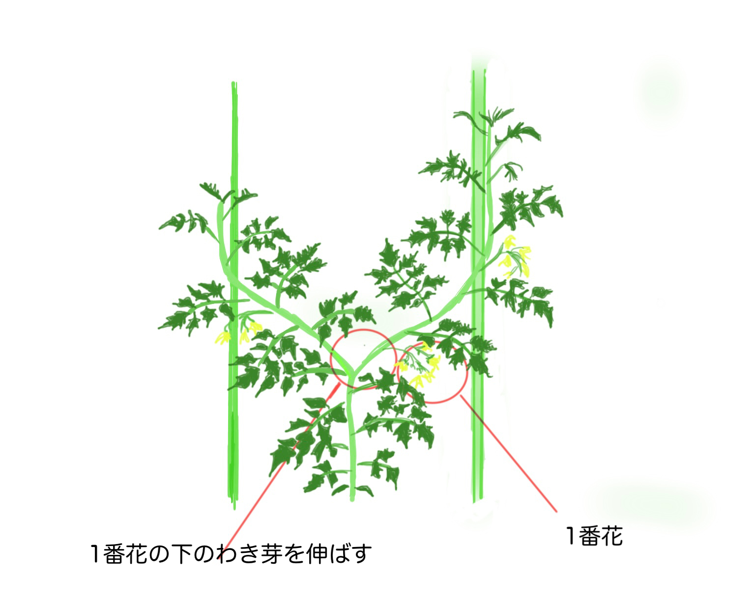 トマトの一本仕立て, トマトの支柱の立て方 – PWAJ
