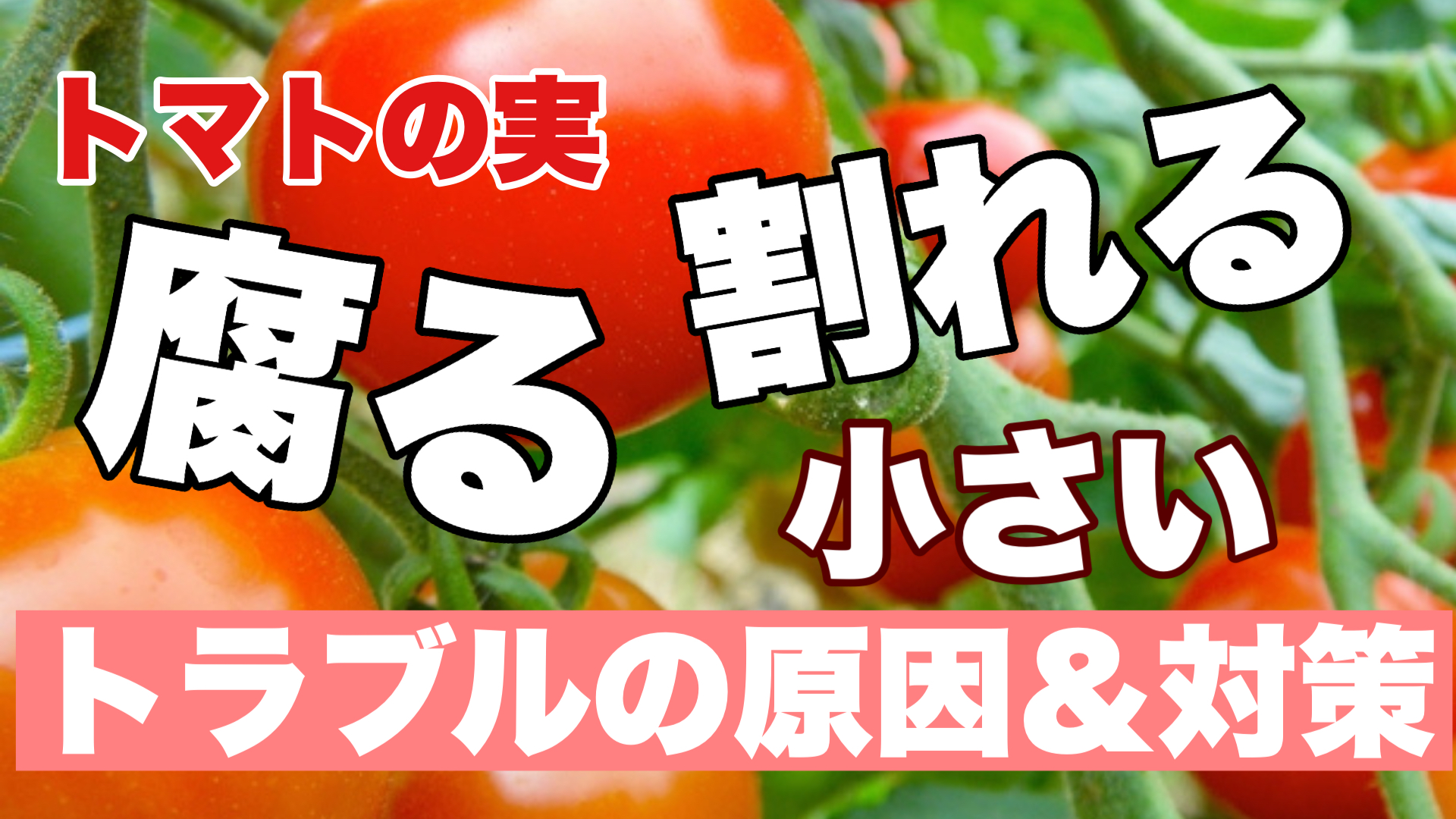 トマトの実が腐る 割れる 小さい等トラブル症状の原因と対処法 ときめきガレージ