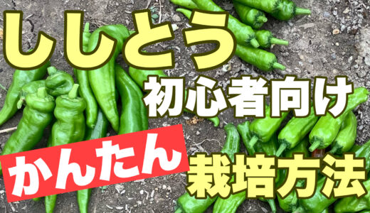 ししとうの栽培方法｜初心者でも簡単な種まき〜収穫の手順とポイント