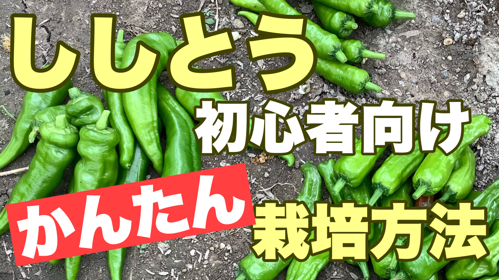 ししとうの栽培方法 初心者でも簡単な種まき 収穫の手順とポイント ときめきガレージ