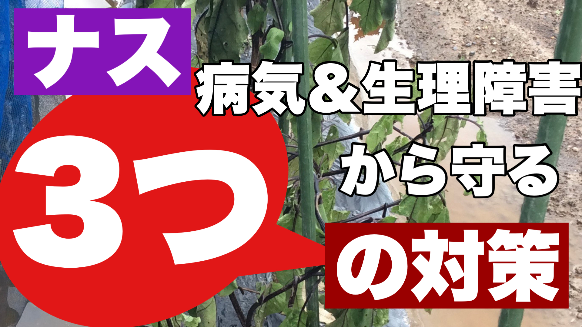 ナスの病気対策とは 生理障害かも 症状の違いと対策を徹底解説 ときめきガレージ ナスの病気対策とは 生理障害かも 症状の違いと対策を徹底解説 ときめきガレージ