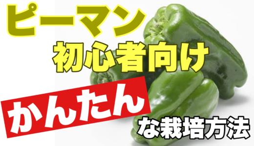 ピーマンの栽培方法｜初心者でも簡単な栽培手順と注意したい３つのポイント