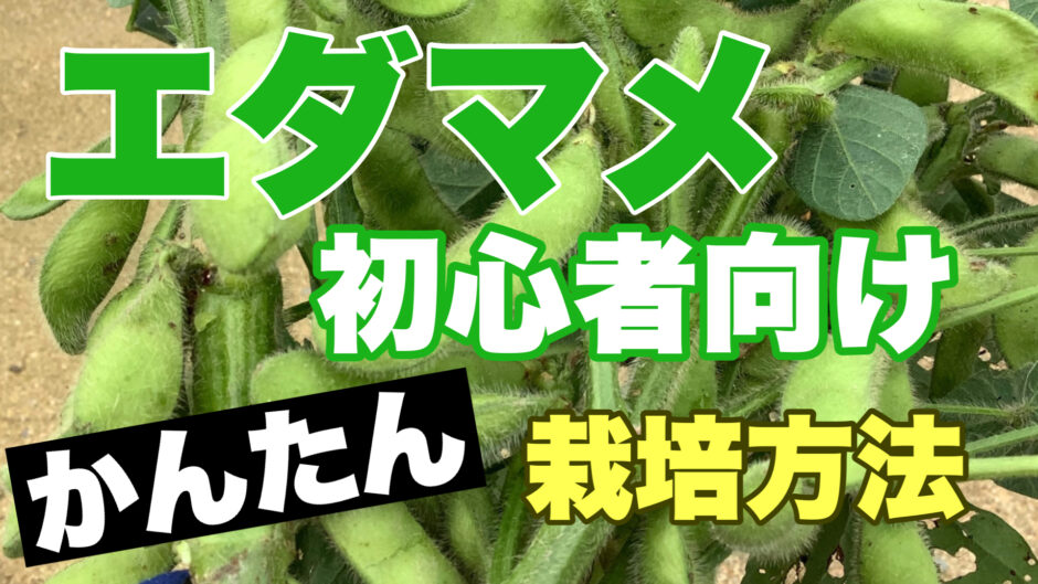 エダマメの栽培方法 初心者でも簡単な栽培手順と注意したい３つのポイント ときめきガレージ