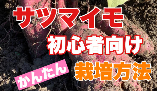 サツマイモの栽培方法｜初心者でも簡単な栽培手順と注意したい３つのポイント