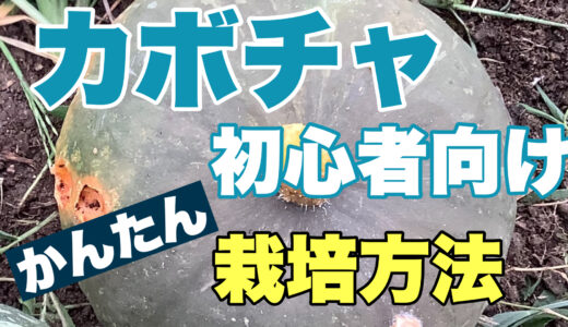 カボチャの栽培方法／初心者でも簡単な栽培手順と注意したい3つのポイント