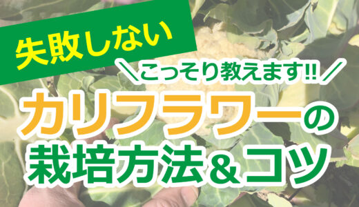 これで失敗しない！カリフラワーの栽培方法とコツをこっそり教えます