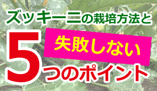 ズッキーニの栽培方法と失敗しないポイント５つを紹介！